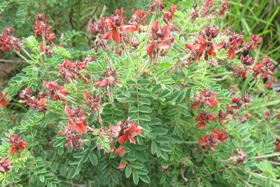 Indigofera eriocarpa, photographed by James Deacon