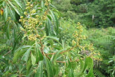 Heteropyxis natalensis, photographed by James Deacon