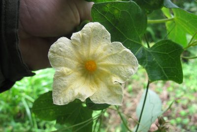 Coccinia mackenii, photographed by James Deacon