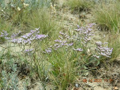 Limonium caspium, photographed by Galyna Mykytynets