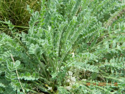 Astragalus dolichophyllus, photographed by Galyna Mykytynets