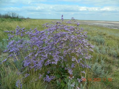 Limonium meyeri, photographed by Galyna Mykytynets