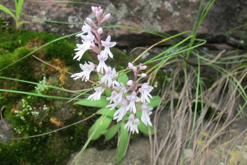Stenoglottis woodii, photographed by James Deacon