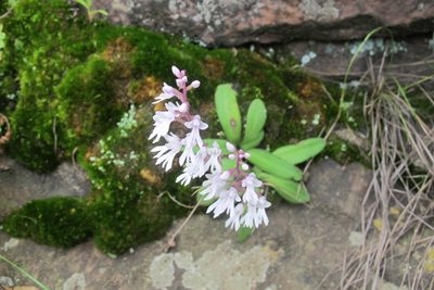 Stenoglottis woodii, photographed by James Deacon