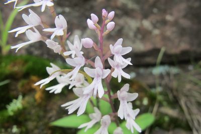Stenoglottis woodii, photographed by James Deacon