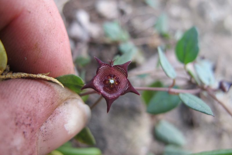 Ceropegia pulchellior, photographed by James Deacon
