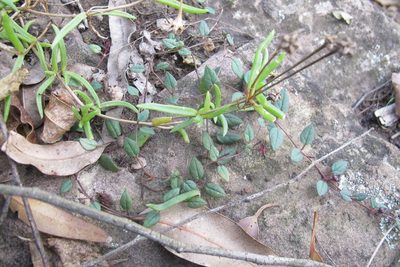 Ceropegia pulchellior, photographed by James Deacon