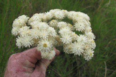 Helichrysum appendiculatum, photographed by James Deacon