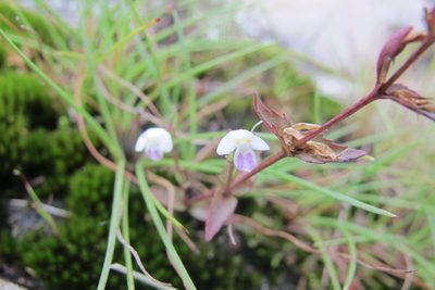 Linderniella nana, photographed by James Deacon