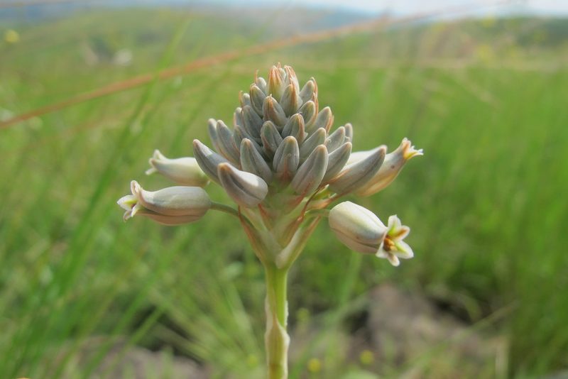 Aloe parviflora, photographed by James Deacon
