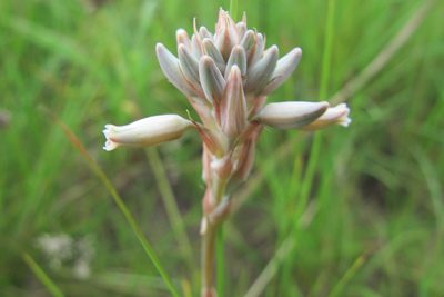 Aloe parviflora, photographed by James Deacon