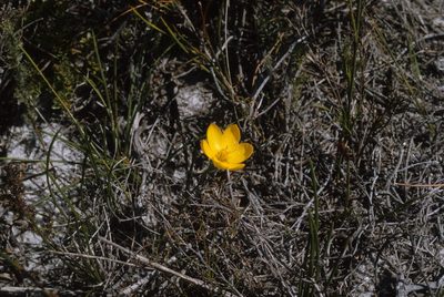 Geissorhiza humilis, photographed by Tom Lloyd Evans