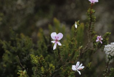 Pelargonium hermanniifolium, photographed by Tom Lloyd Evans