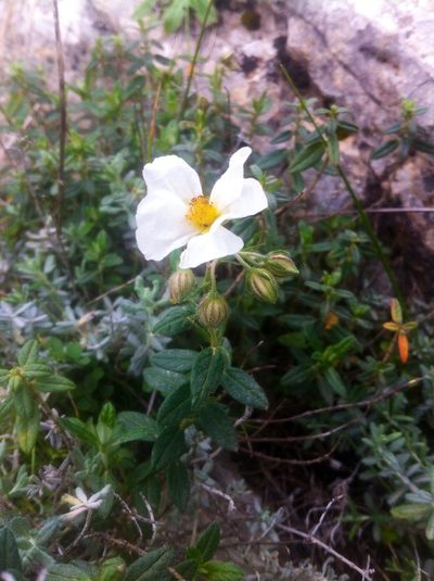 Helianthemum fontanesii, photographed by Dyhia YOUSFI