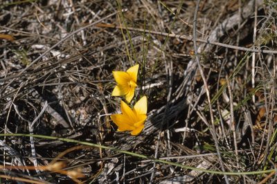 Romulea triflora, photographed by Tom Lloyd Evans