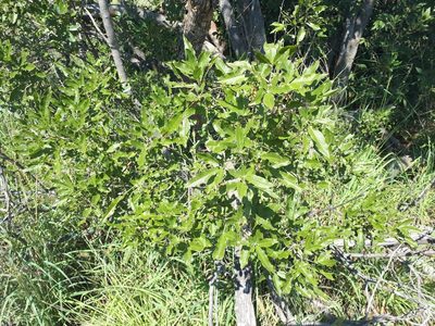 Vitex rehmannii, photographed by Manuel R Popp