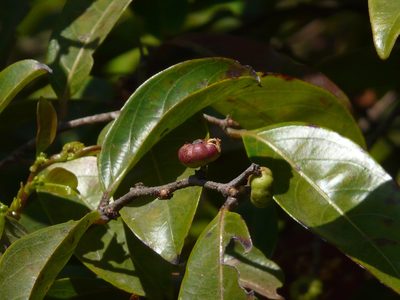 Glochidion ellipticum, photographed by Dinesh Valke