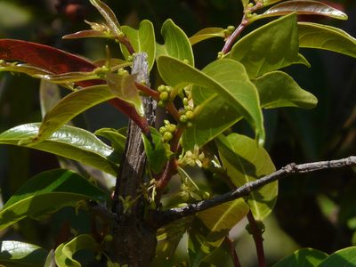 Glochidion ellipticum, photographed by Dinesh Valke