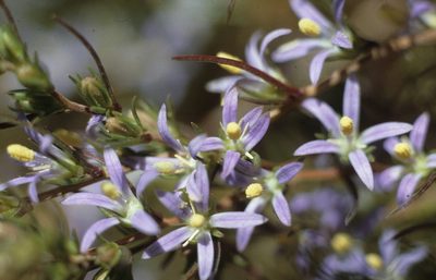 Wahlenbergia subulata, photographed by Tom Lloyd Evans