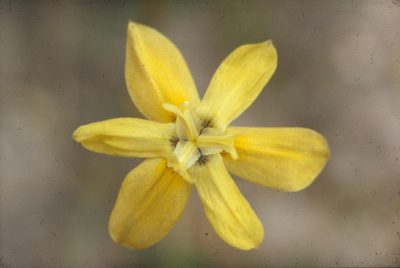 Moraea bituminosa, photographed by Tom Lloyd Evans