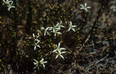 Wahlenbergia subulata, photographed by Tom Lloyd Evans