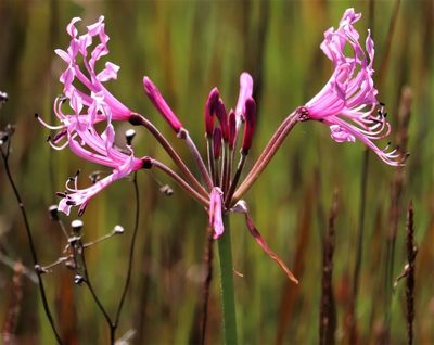 Nerine angustifolia, photographed by Dave Brown