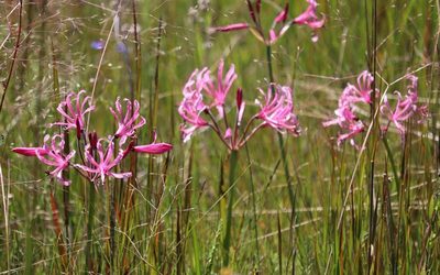 Nerine angustifolia, photographed by Dave Brown