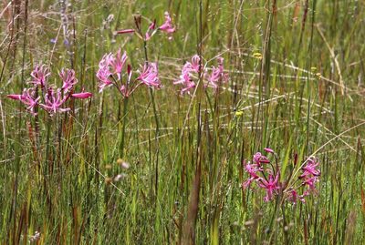 Nerine angustifolia, photographed by Dave Brown