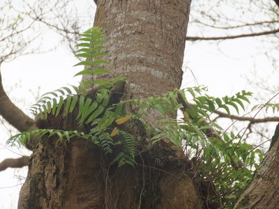 Nephrolepis biserrata, photographed by chiuluan