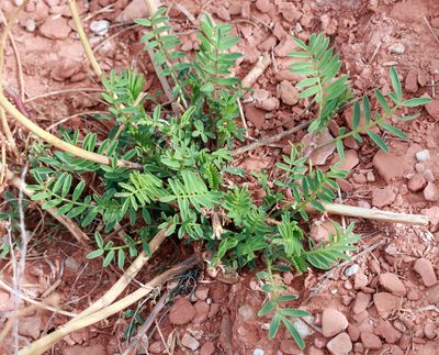 Astragalus racemosus, photographed by Catherine C. Galley