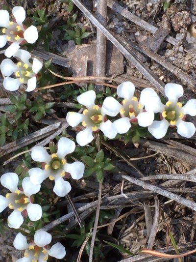 Pyxidanthera brevifolia, photographed by Becky Dill