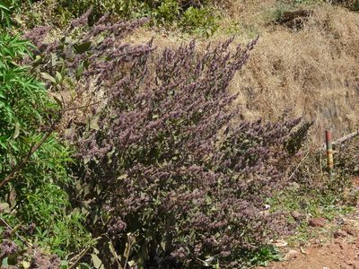 Pogostemon benghalensis, photographed by Dinesh Valke
