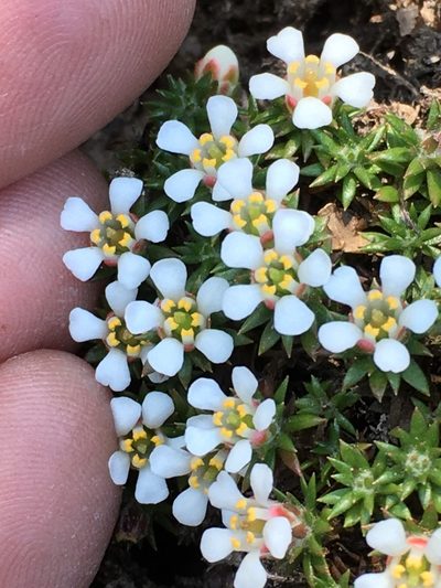 Pyxidanthera brevifolia, photographed by Becky Dill