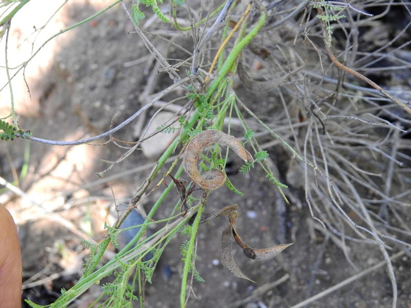 Hoffmannseggia erecta, photographed by Guillermo Debandi
