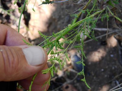 Hoffmannseggia erecta, photographed by Guillermo Debandi
