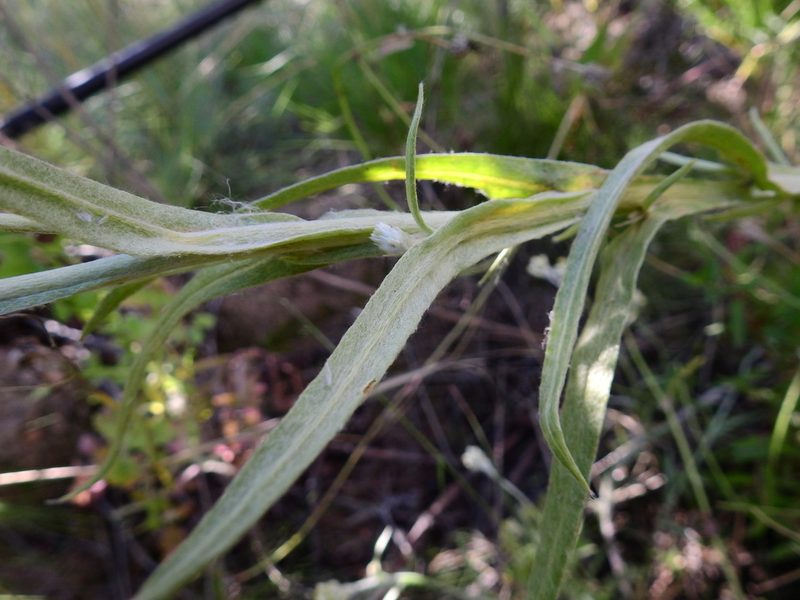 Pseudognaphalium gaudichaudianum, photographed by Guillermo Debandi