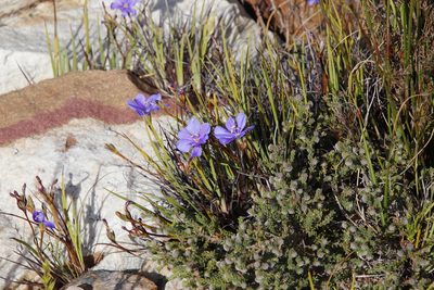Aristea glauca, photographed by Tony Rebelo