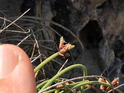 Ficinia lateralis, photographed by Caroline Voget