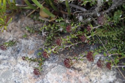 Stoebe prostrata, photographed by Tony Rebelo