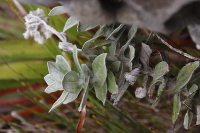 Helichrysum fruticans, photographed by Tony Rebelo