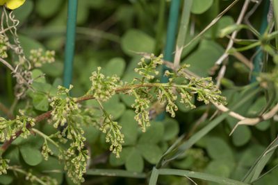 Pistacia atlantica, photographed by Eleftherios Katsillis