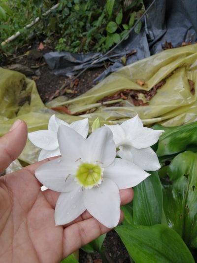 Urceolina amazonica, photographed by GERMAN LEONEL SARMIENTO CRUZ
