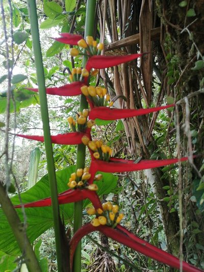 Heliconia burleana, photographed by GERMAN LEONEL SARMIENTO CRUZ