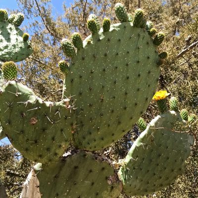 Opuntia streptacantha, photographed by Juan Carlos Fonseca Mata