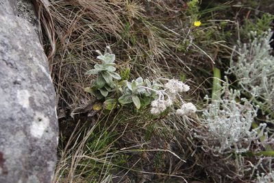Helichrysum fruticans, photographed by Tony Rebelo