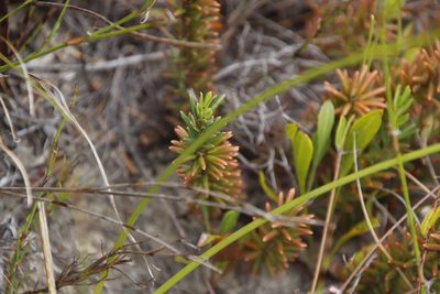 Clutia polygonoides, photographed by Tony Rebelo