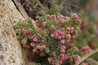 Erica haematocodon, photographed by Tony Rebelo