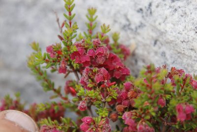 Erica haematocodon, photographed by Tony Rebelo