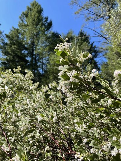 Arctostaphylos hispidula, photographed by Roger Raiche