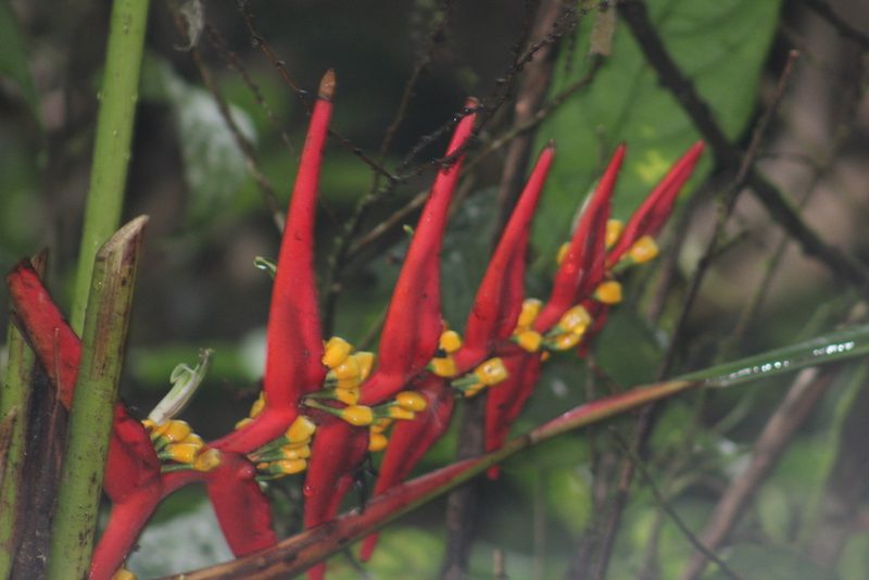 Heliconia burleana, photographed by GERMAN LEONEL SARMIENTO CRUZ